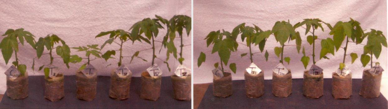 Short Communication - Growth of Papaya grown in pot culture of different soil compositions