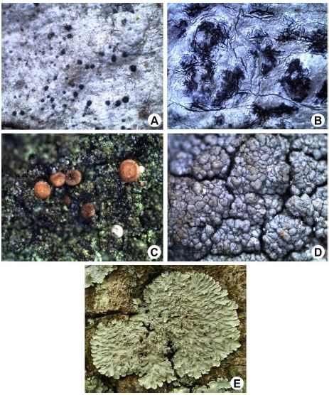 Lichen thallus of different species: A, Anisomeridium subnexum (Nyl.) Zahlbr.; B, Arthothelium chiodectoides (Nyl.) Zahlbr.; C, Bacidia medialis (Tuck.) Zahlbr.; D, Pertusaria granulata (Ach.) MÃ¼ll. Arg.; E, Pyxine sorediata (Ach.) Mont.